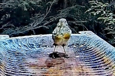 livebirdspoland_34e976b608398885f39713a61e85b050.jpg