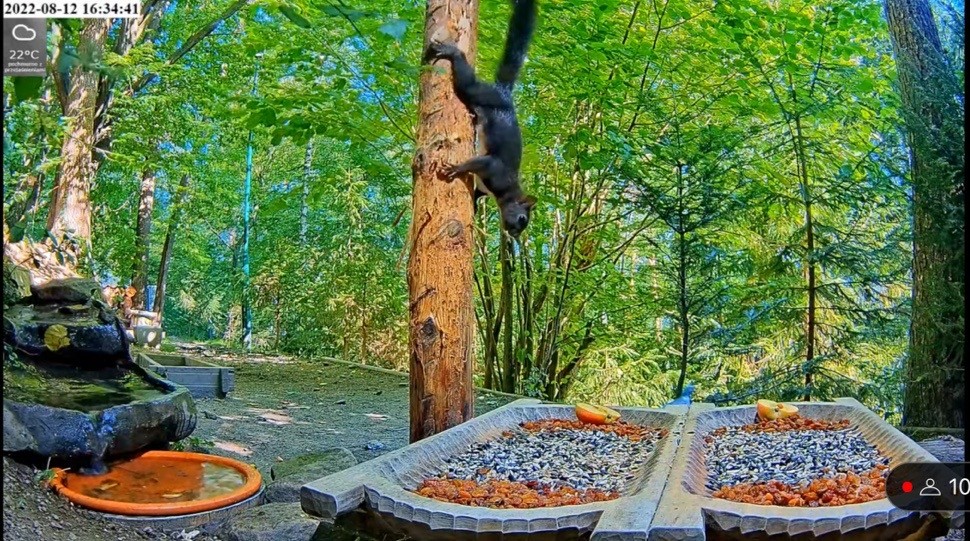 livebirdspoland_85ea2c5b37e7c54132e41e0c9da14eb0.jpg