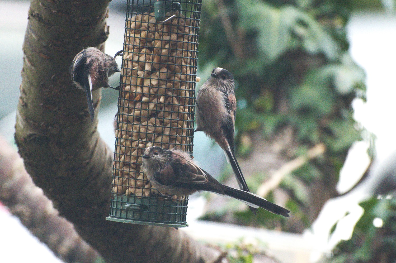 livebirdspoland_e0925f3132cf63493b9c17f81bc4330e.jpg