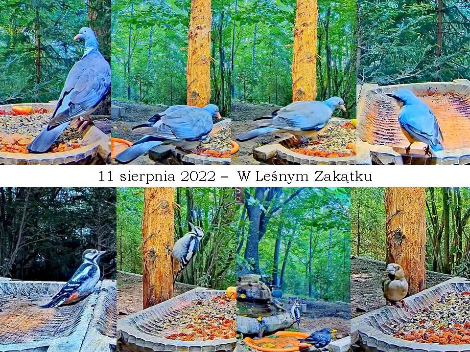 livebirdspoland_2e4ffb35f92891c225aad3040c48c3c9.jpg