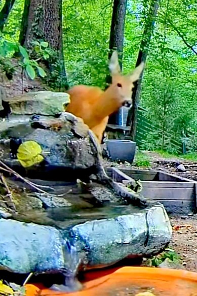 livebirdspoland_9bcf3a8167afa762086c64c3003ffa8e.jpg
