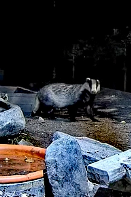 livebirdspoland_5082fcd835b468db1cc3c7ac67a6c9a5.jpg