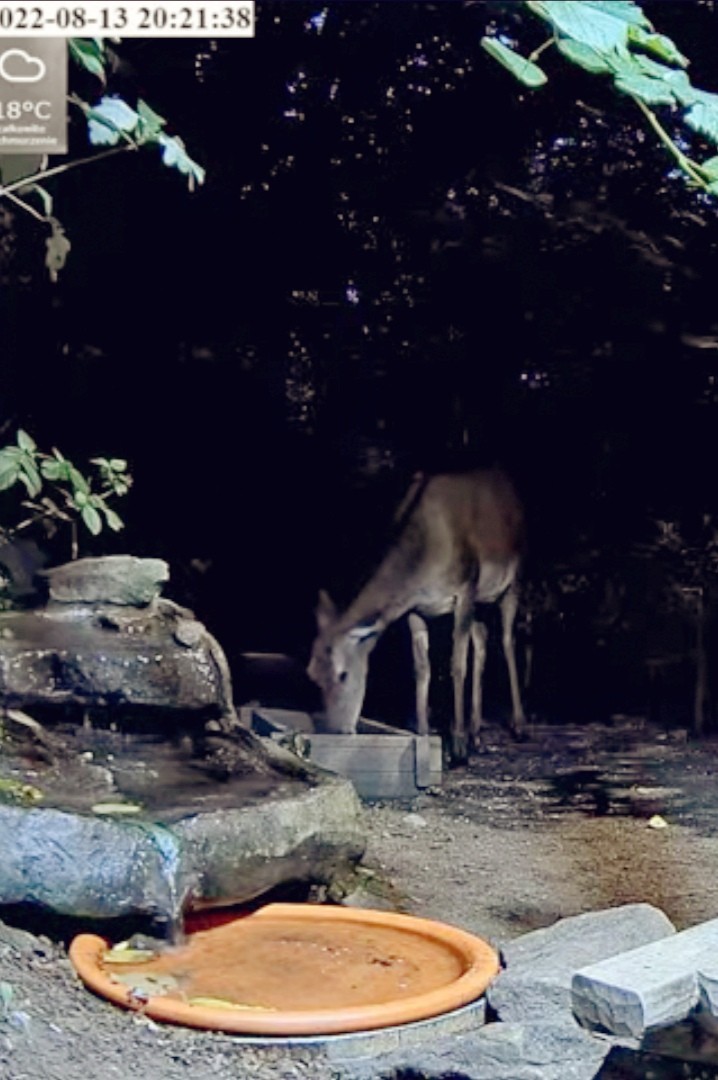 livebirdspoland_0ef9e97f9350fc7340ac5a0f98878608.jpg