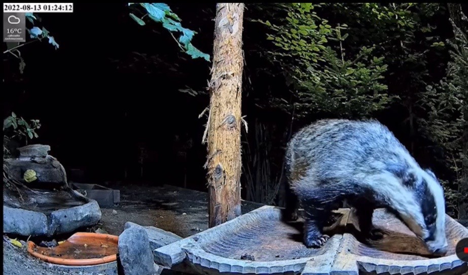 livebirdspoland_1a7427a4111aa014e3fa9f1fb5023b71.jpg
