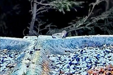 livebirdspoland_6f713971d4e7d2460204d27cf30a4552.jpg