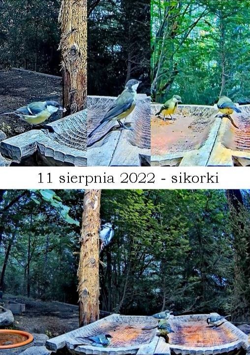 livebirdspoland_e4a0123d9ee0daeb45e4c7a788bfeaab.jpg