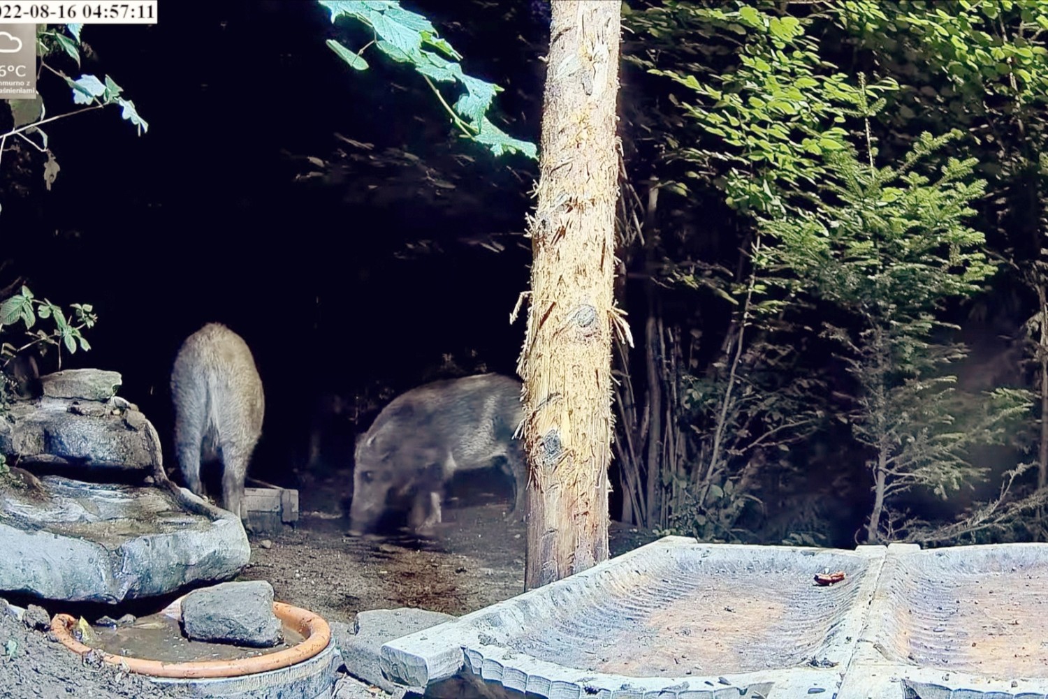 livebirdspoland_03c9ef77e2e7a3c3edbb5b6c6d569103.jpg