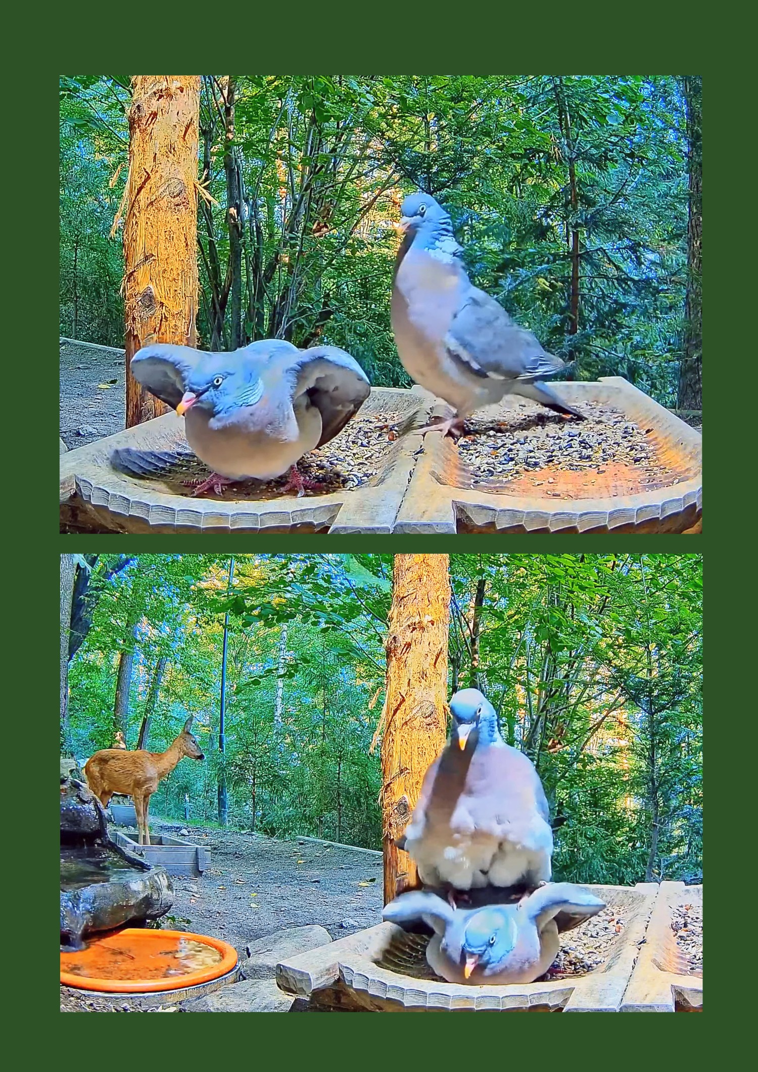livebirdspoland_36a5646e9622936c9c10271df66ca7be.jpg