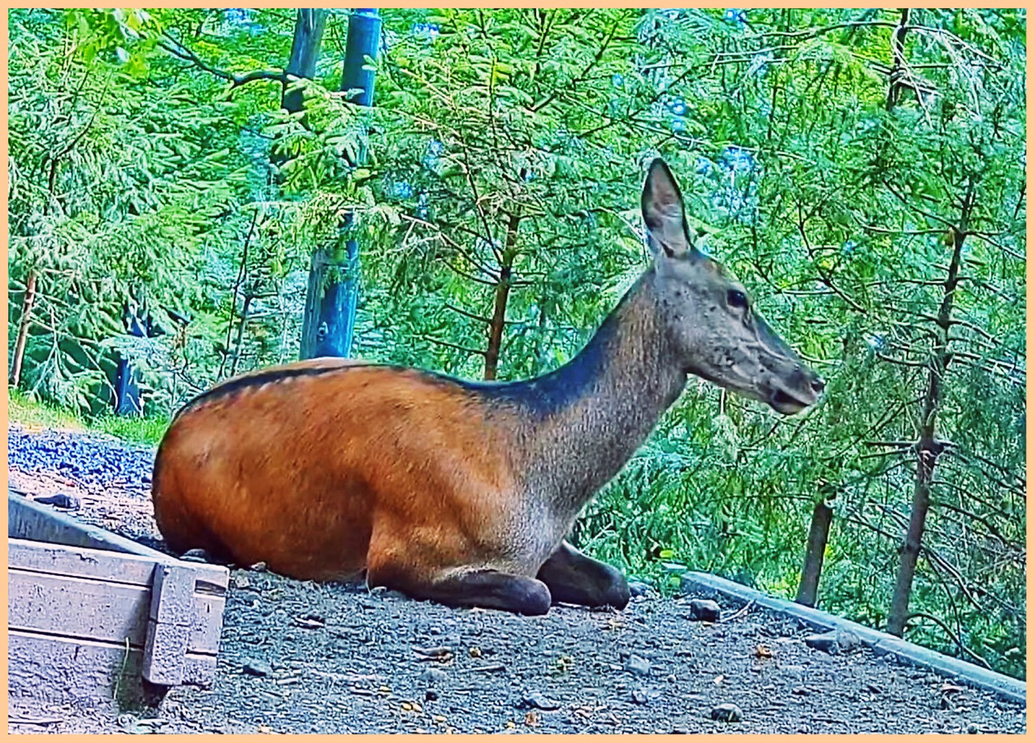 livebirdspoland_36c2d03f193f36e7781820ecec076c8f.jpg