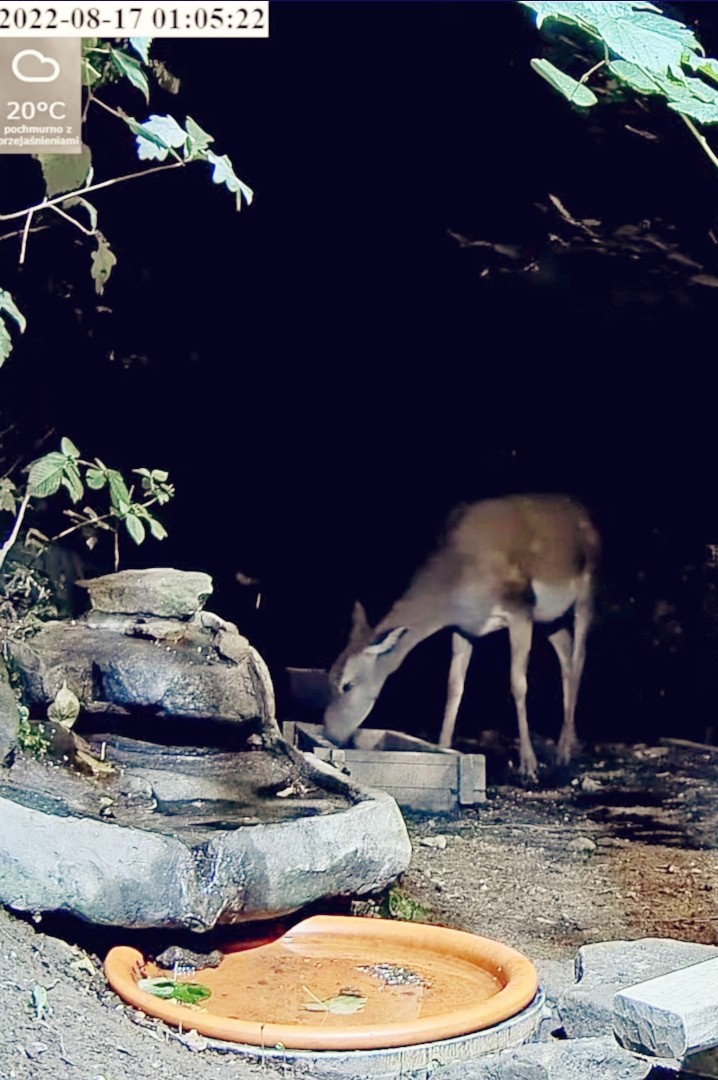 livebirdspoland_951120c5f856ae7dbcca2750804d6cb9.jpg