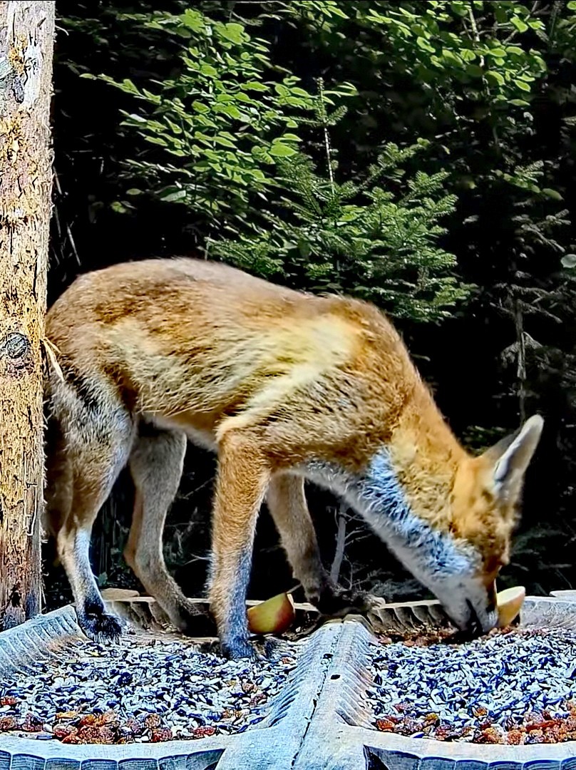 livebirdspoland_8498f9f6bc272510508b5169d87caf06.jpg