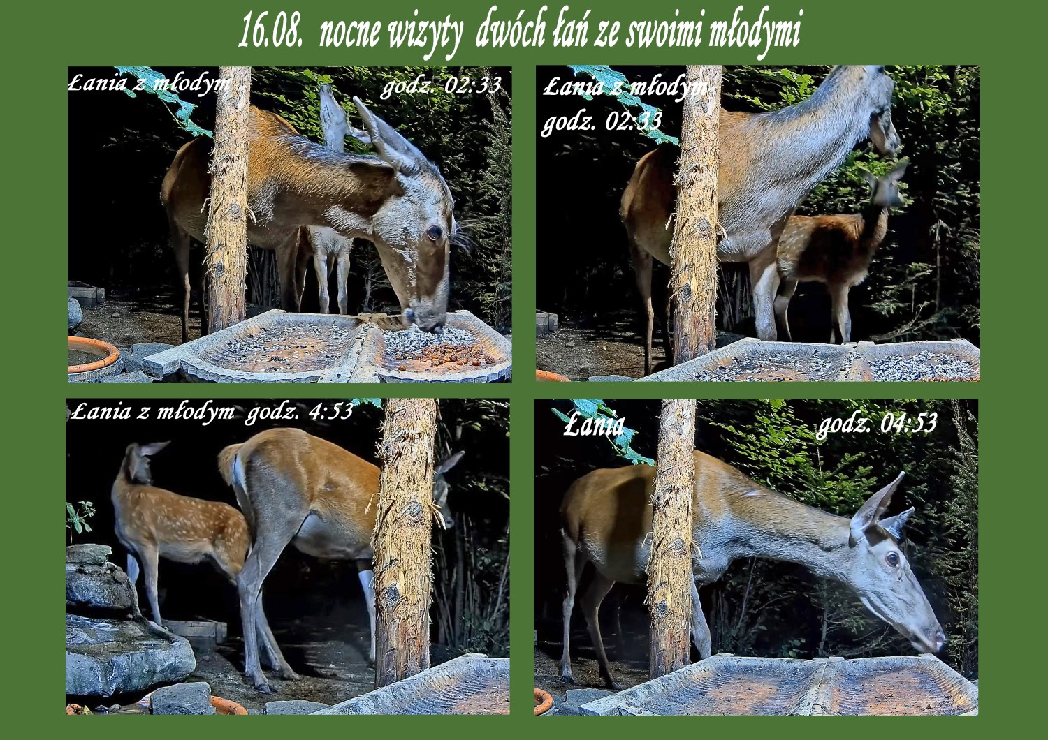 livebirdspoland_70b7c3a24d4f7e0e395d8c05bb4d2014.jpg