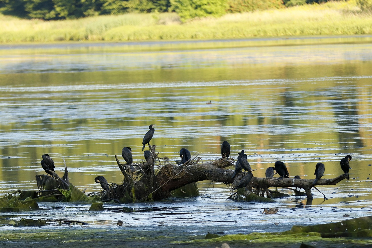 livebirdspoland_16ce5b99e07261f7339f1ecad708f60f.png
