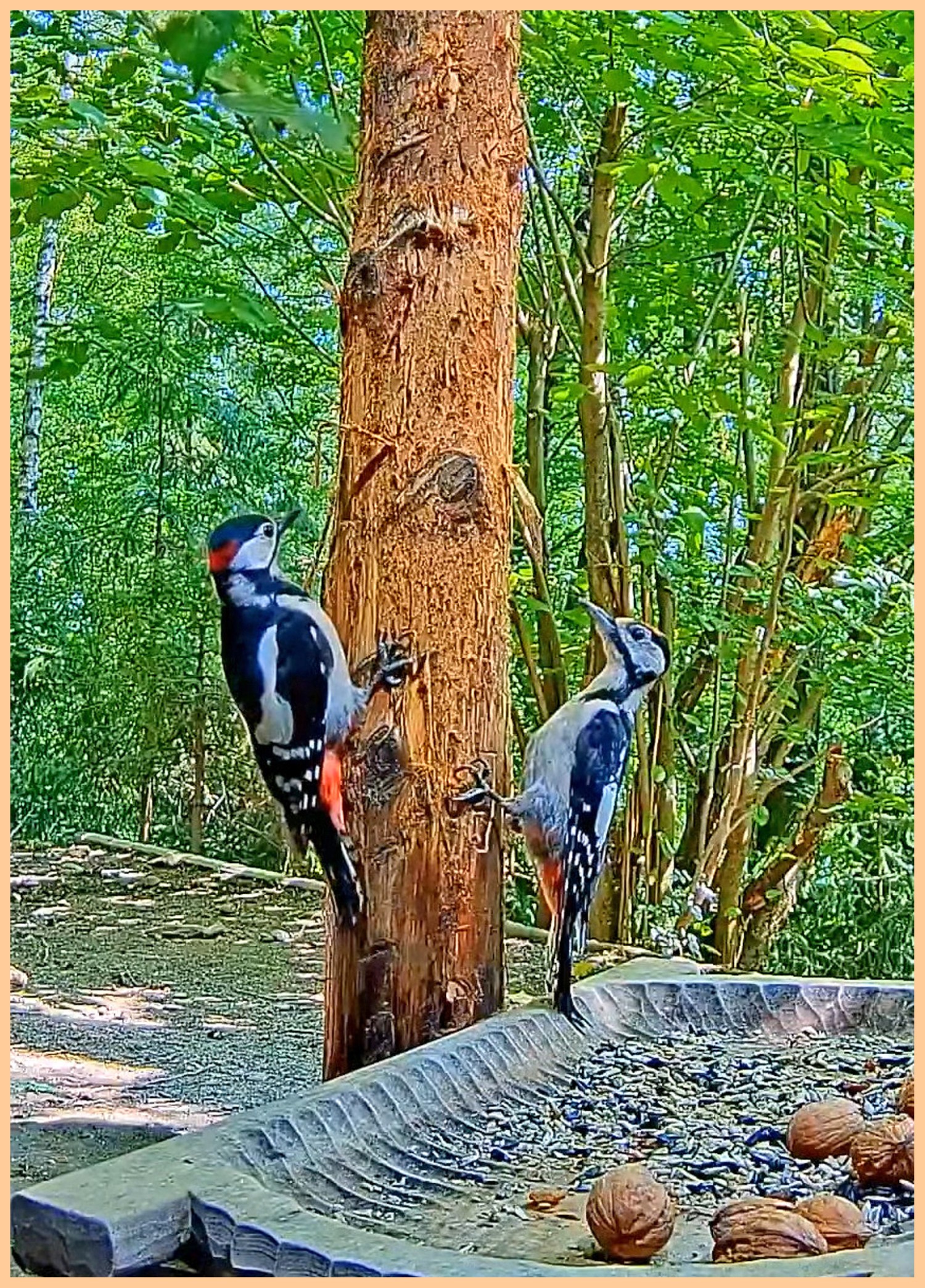 livebirdspoland_ac89734a5190080d65ea7095867b81f0.jpg