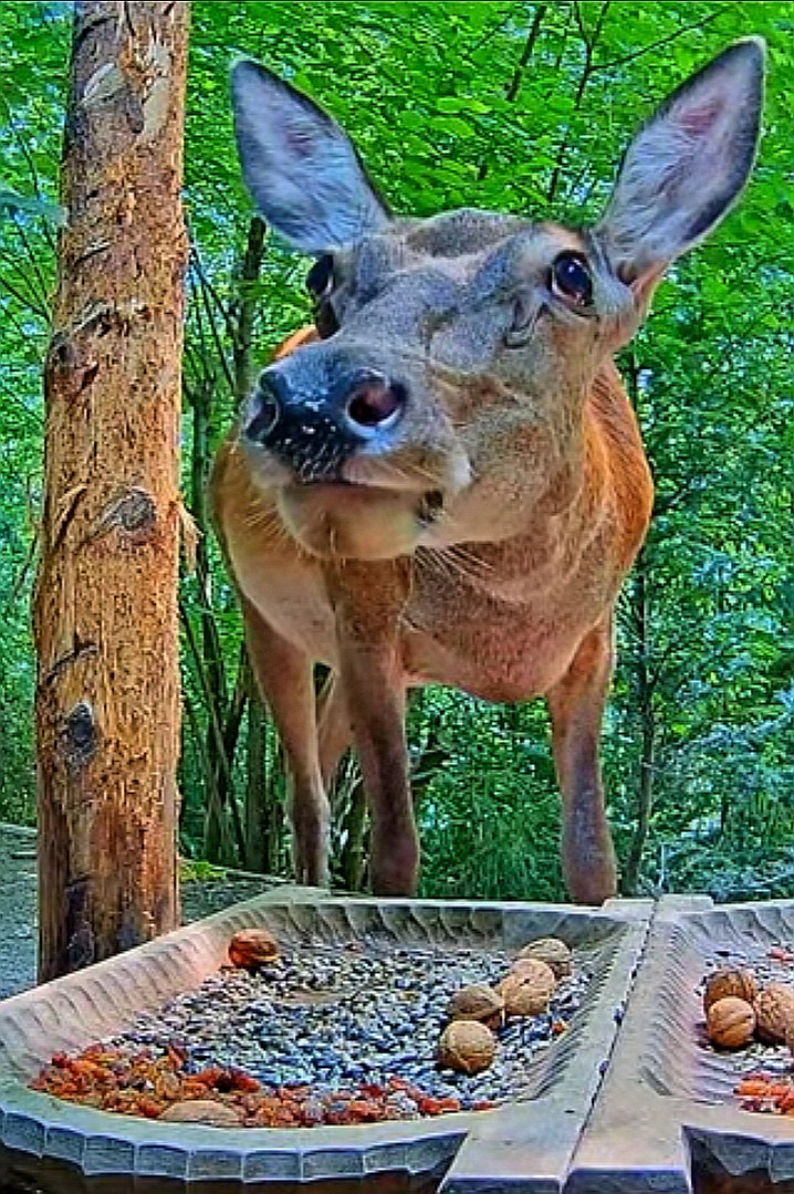 livebirdspoland_12d6c4e90dfd2064d09e23cf866f5cf3.jpg