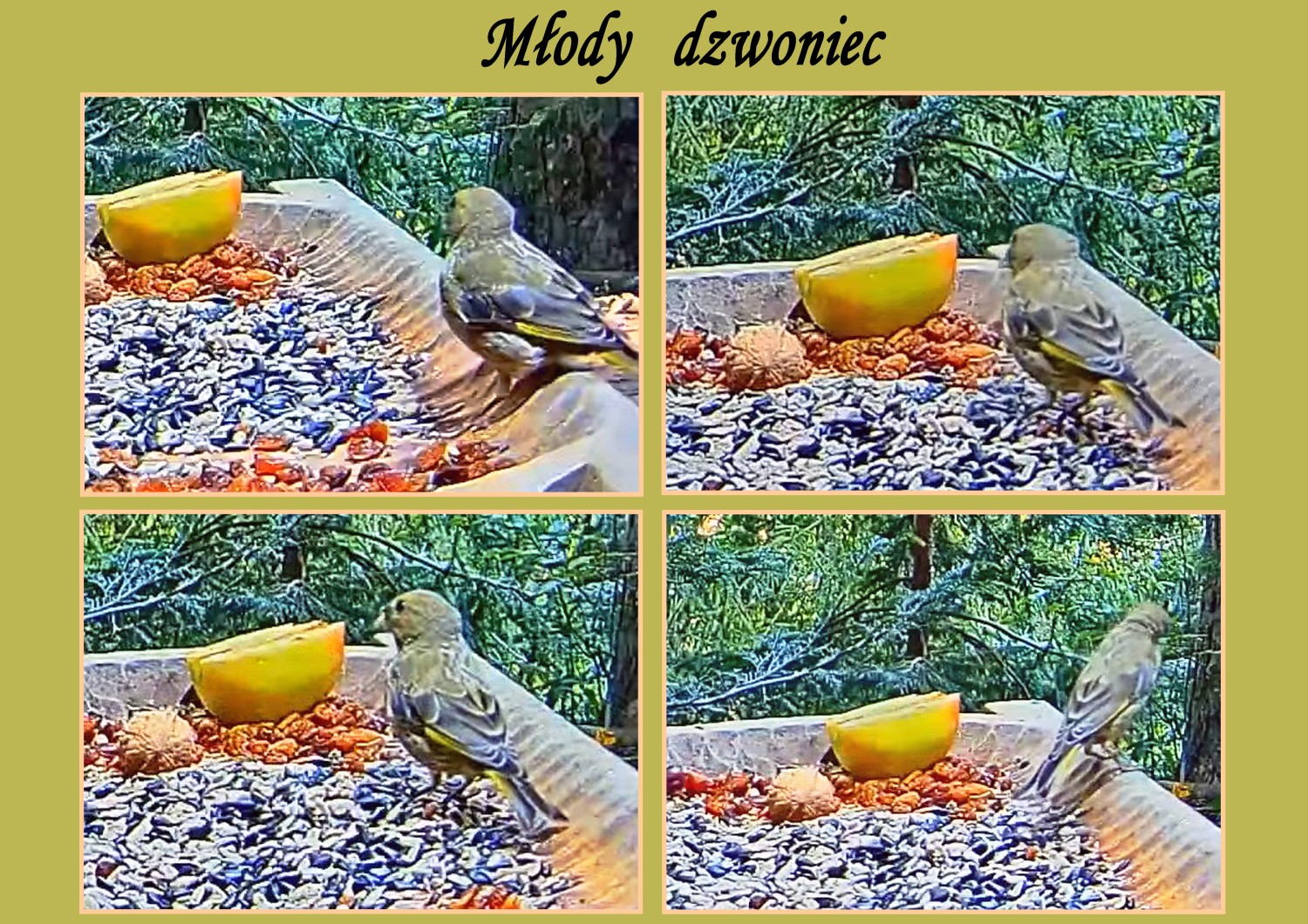 livebirdspoland_38eec0828da3cf4f7aa29b626531b9fd.jpg