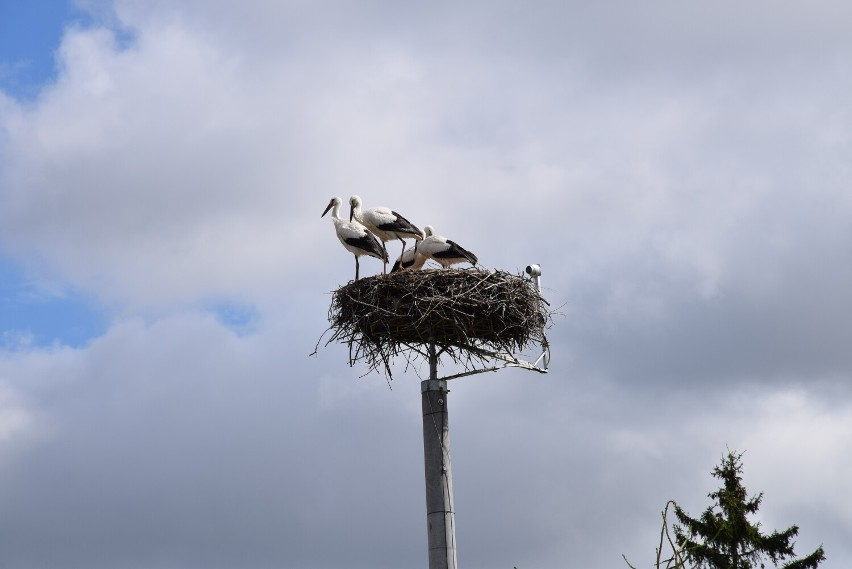 livebirdspoland_78574a6a73042eb0c028a836ef53e176.png