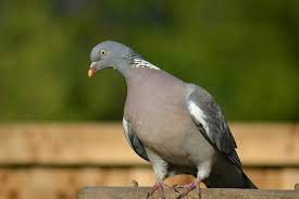 livebirdspoland_75472cc85df0e2703d0139f07209a097.png