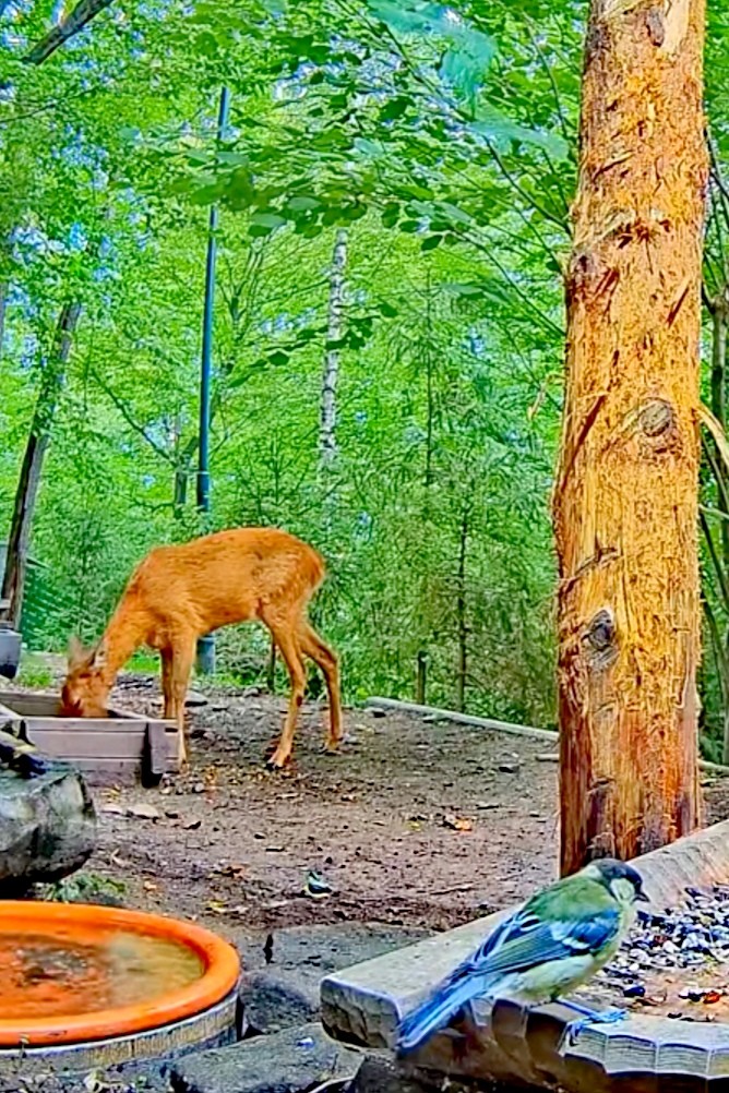 livebirdspoland_b3c021d0f23afdfd1fccd2f7d826dd13.jpg