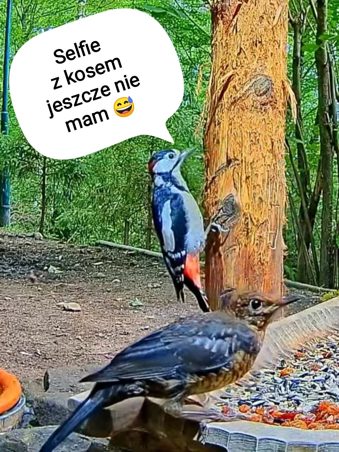 livebirdspoland_93c1c900794a452d59ddb169a91a23c4.jpg