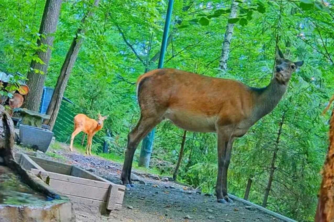livebirdspoland_427219cd9b274c0f3f685883083b89c9.jpg