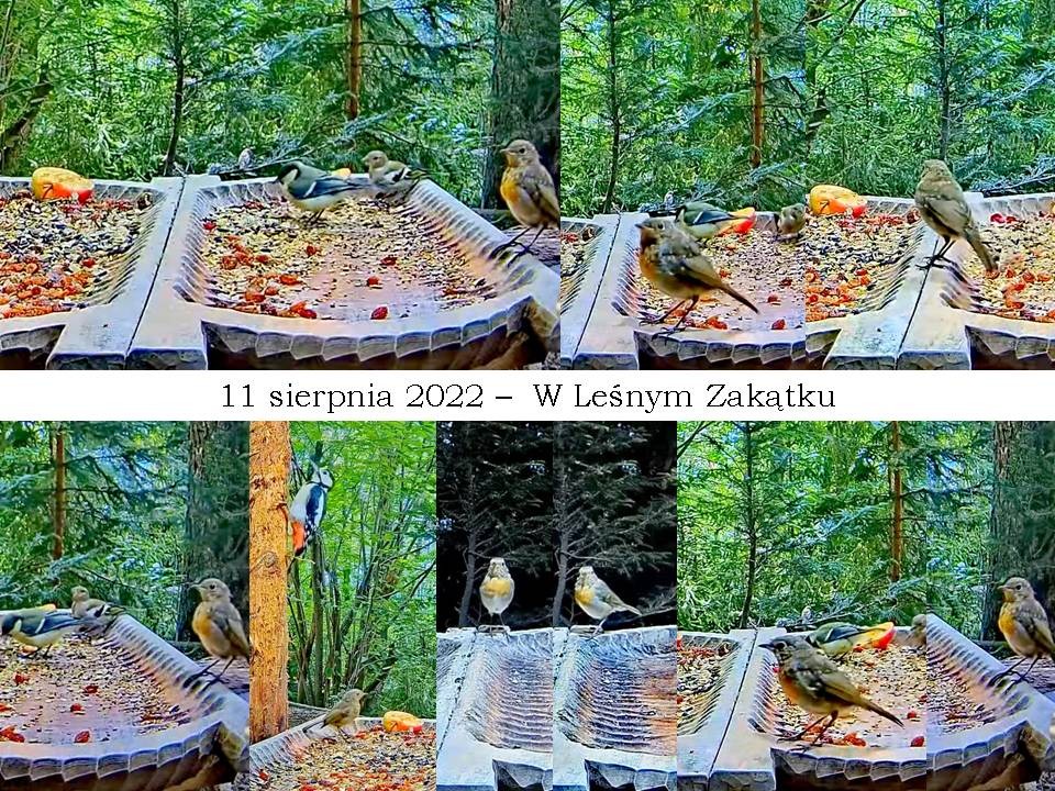 livebirdspoland_a1277e45e8e57438ce4aae49d7265944.jpg