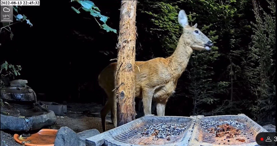 livebirdspoland_c2f1e6422fd2db7dff44c1f54c6954bc.jpg