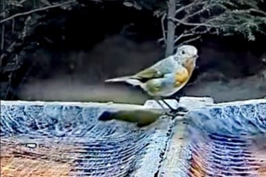 livebirdspoland_e22cda4f7767a354857461df8b9ffa63.jpg