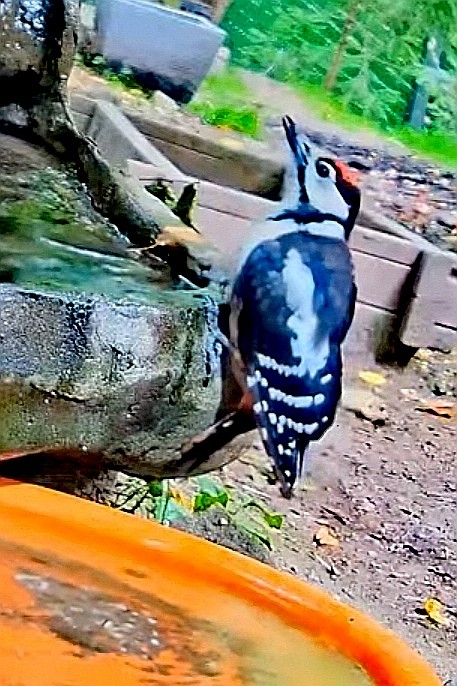 livebirdspoland_51312863aa73ce97f9e32e0f895136bd.jpg