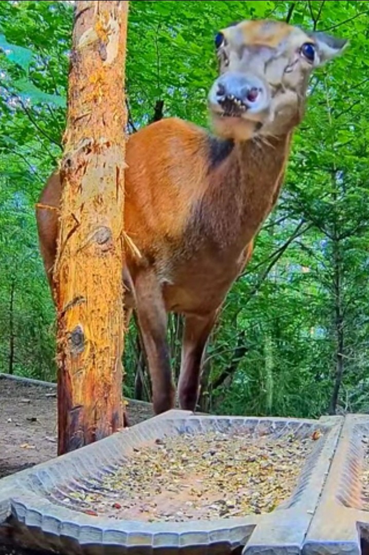 livebirdspoland_21fa8713c60863252c243a23c2eafc2e.jpg