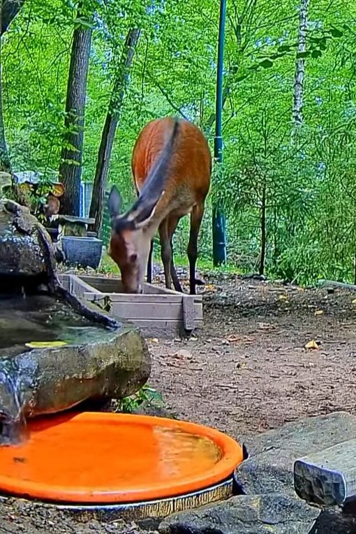 livebirdspoland_759e795b272f624ac11e3a2710f146ed.jpg