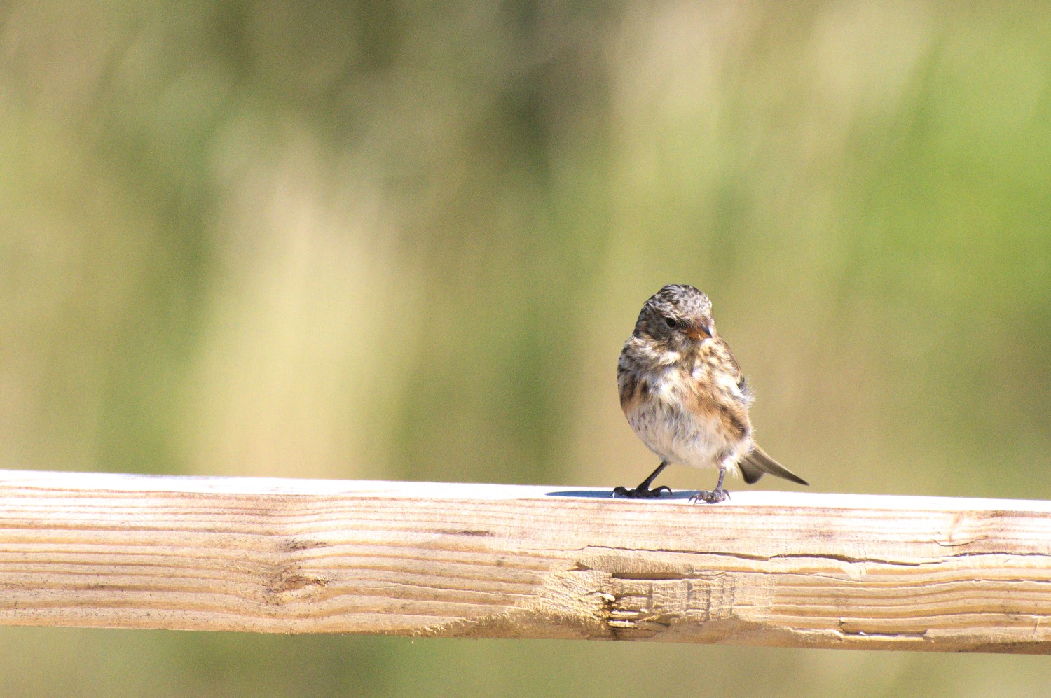 livebirdspoland_90136a54d71c46226c249231fe73a4d8.jpg