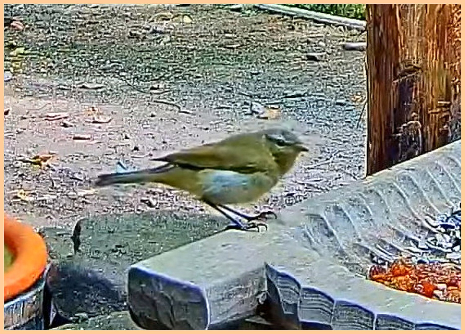 livebirdspoland_a2d6e986c1bc951a84fcc04917ff36f3.jpg