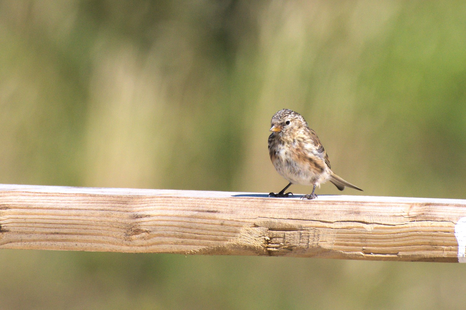livebirdspoland_319c3861941be4a8219b21e9c67ae12f.jpg