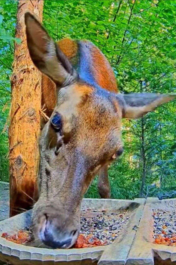 livebirdspoland_9fb5b1faef2aee1bda25eb3a50e2d6dd.jpg