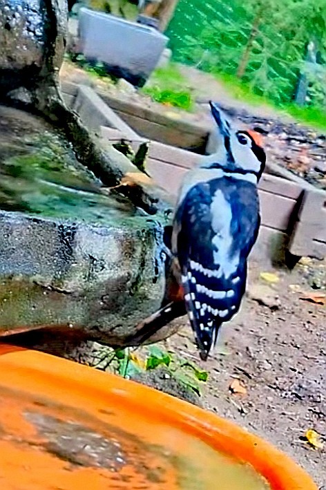 livebirdspoland_3bfb2129109980c135d79af8268f73d0.jpg