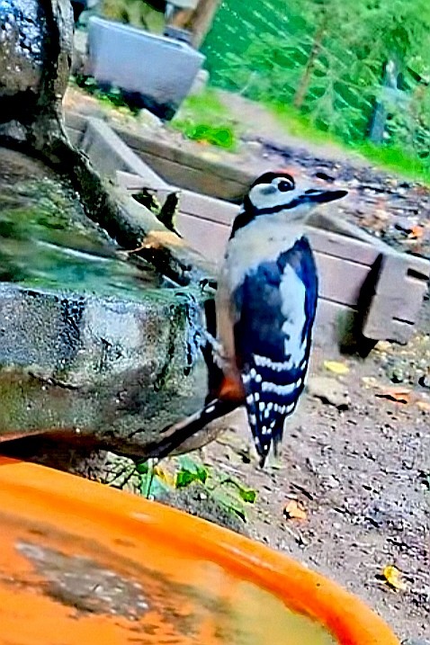 livebirdspoland_383da6093e01cbf161a4086ef0df3ed0.jpg