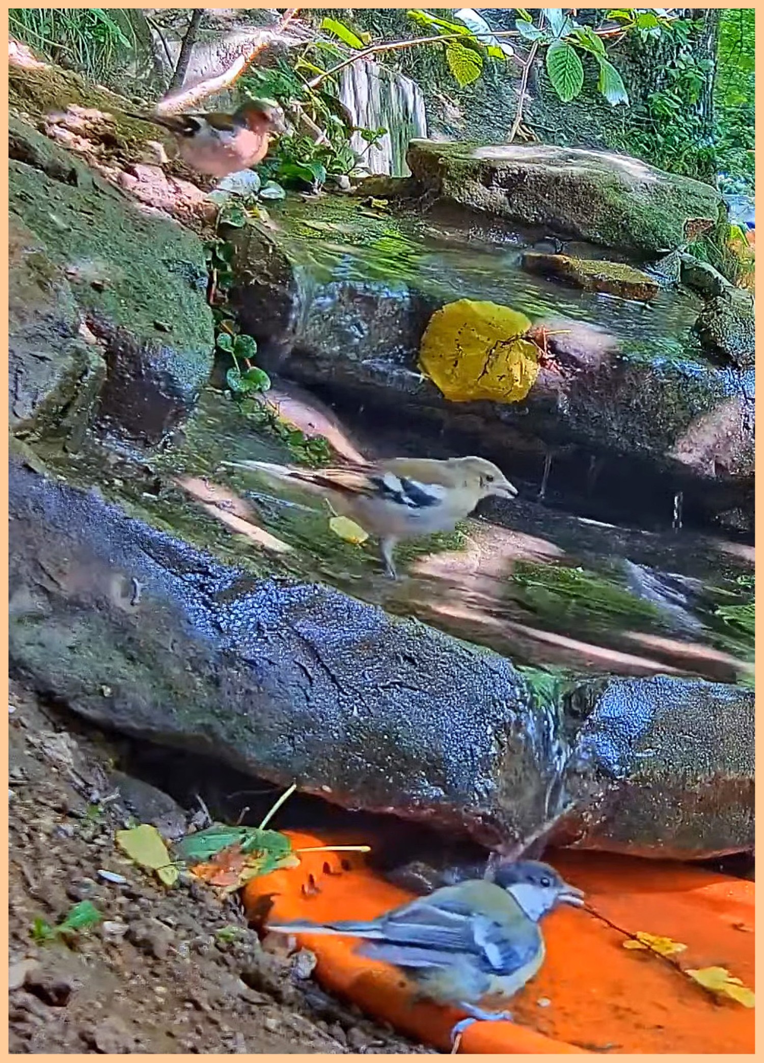 livebirdspoland_314c4db782a7a6b52221146174d39556.jpg