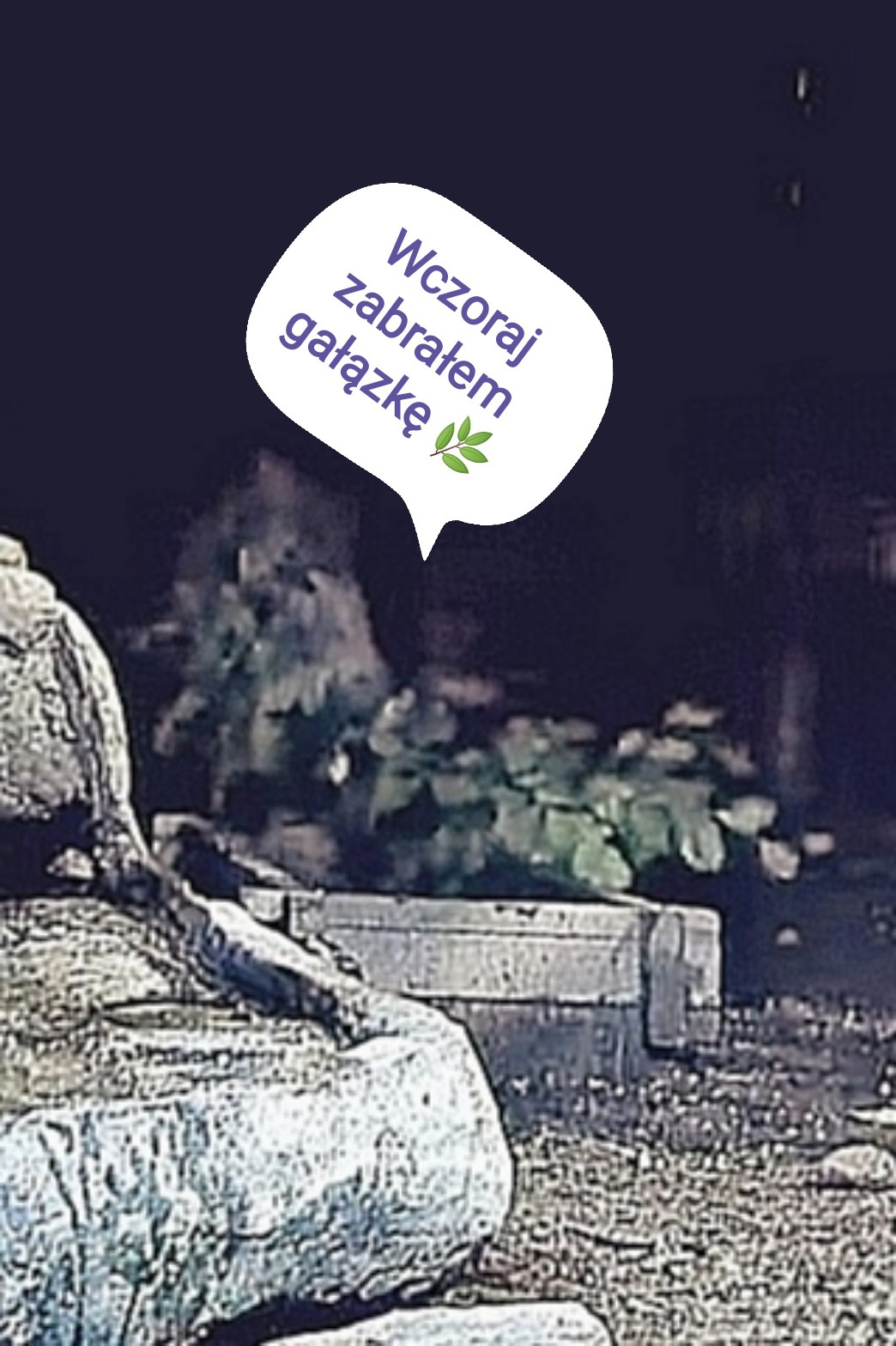 livebirdspoland_c9698f0a6a5cba44d364f0404d124eca.jpg