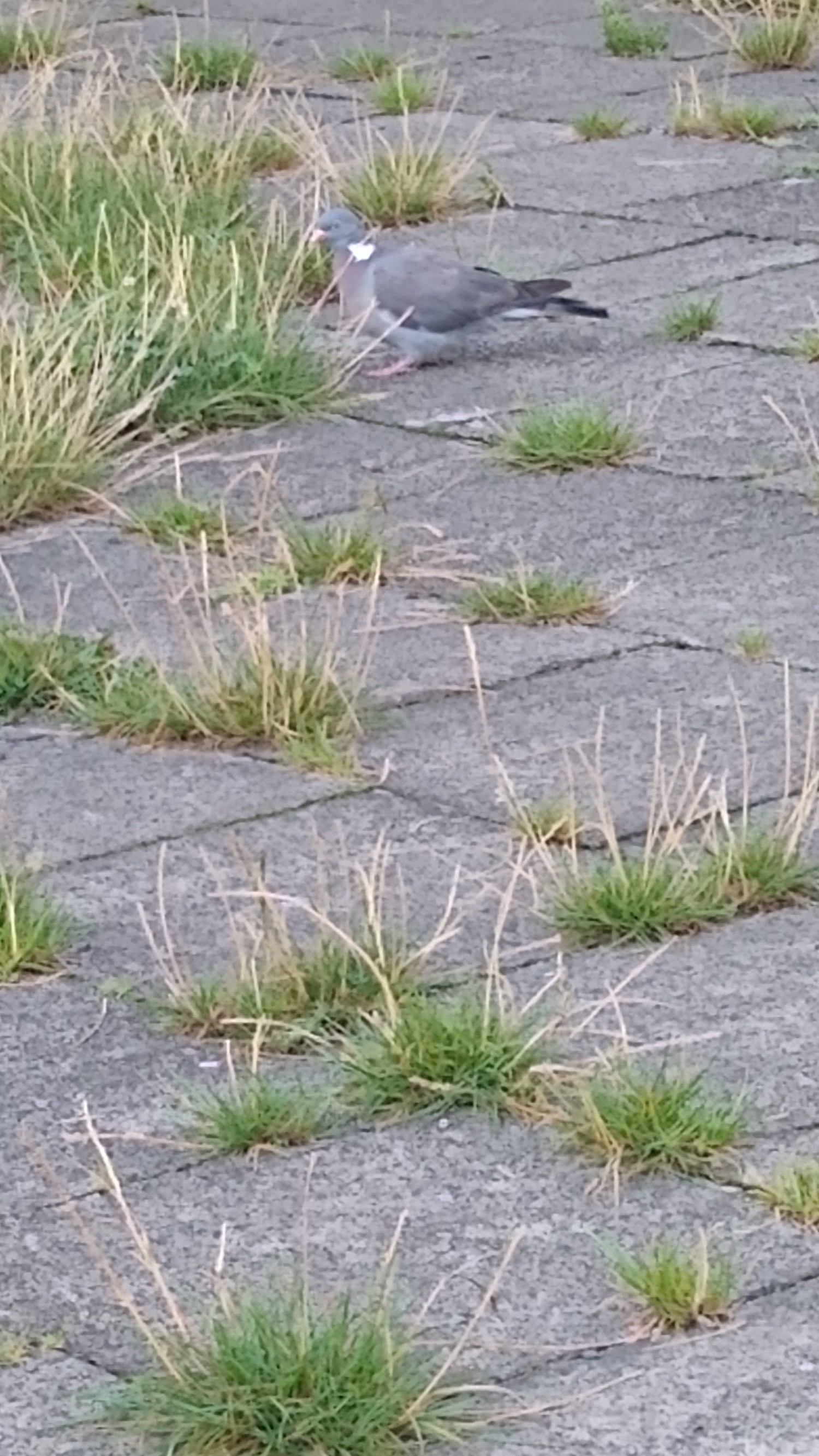livebirdspoland_8a96de3bab217d5ce59463cc7b20389d.jpg