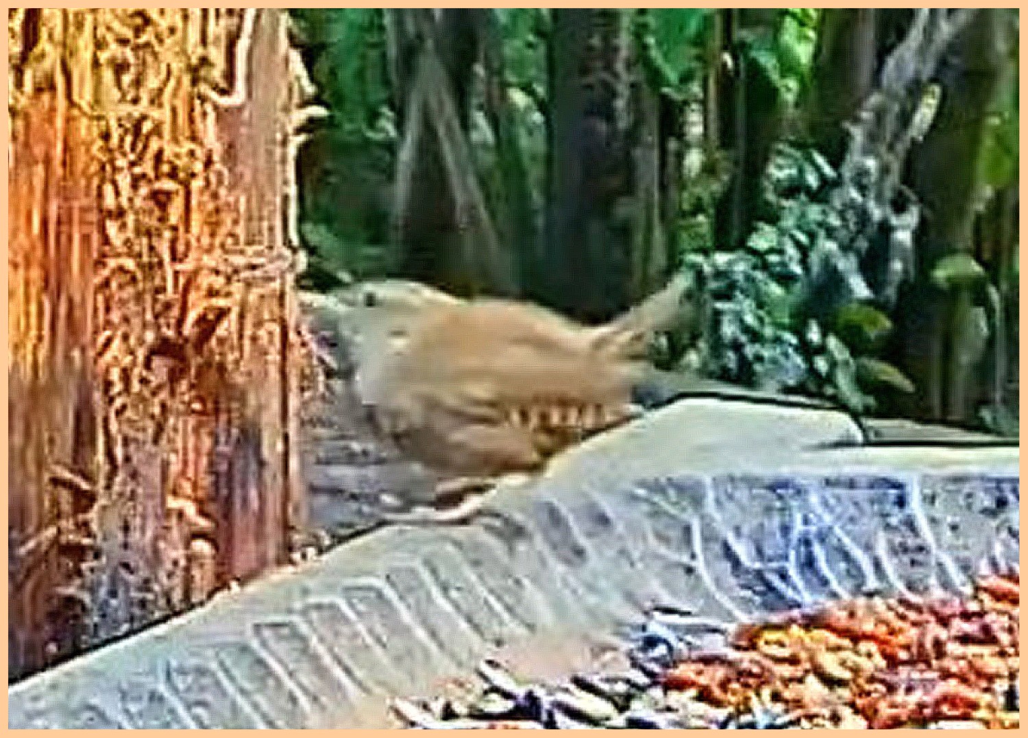 livebirdspoland_060d54553947cae19079d34bb25721a8.jpg