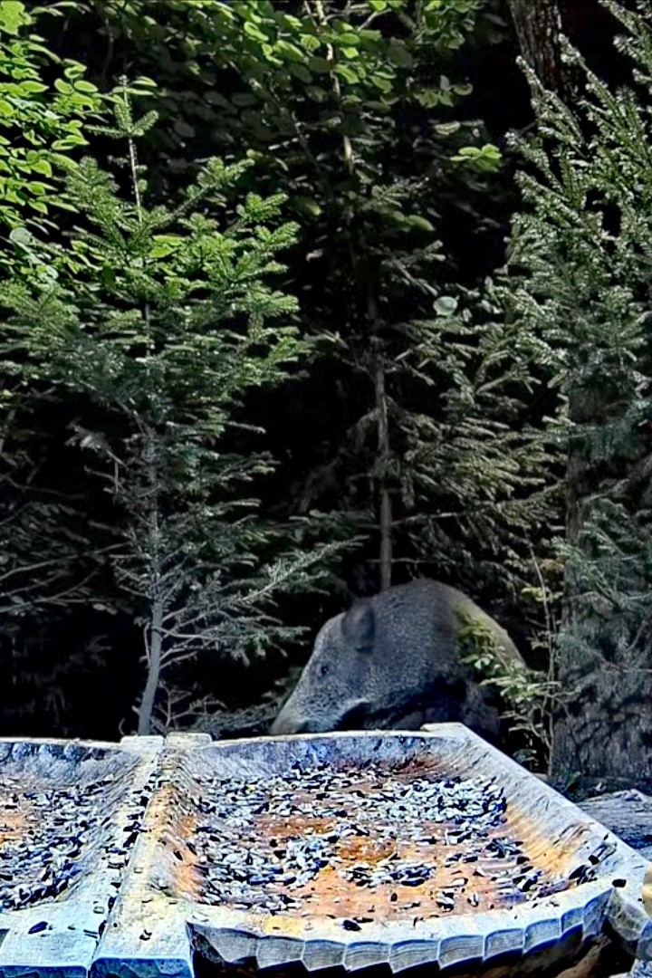 livebirdspoland_b94e183e2130816f880792c850983cc3.jpg