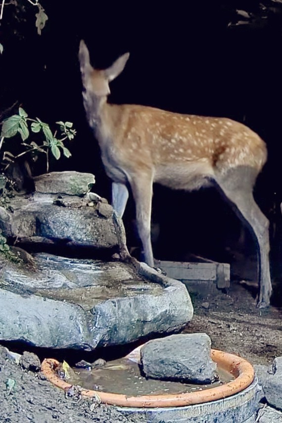livebirdspoland_8277b2eaaae02d2bbd563728f414a990.jpg