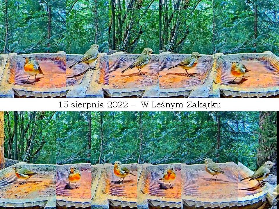 livebirdspoland_57b34c51a91de97a19aee8885f04da98.jpg