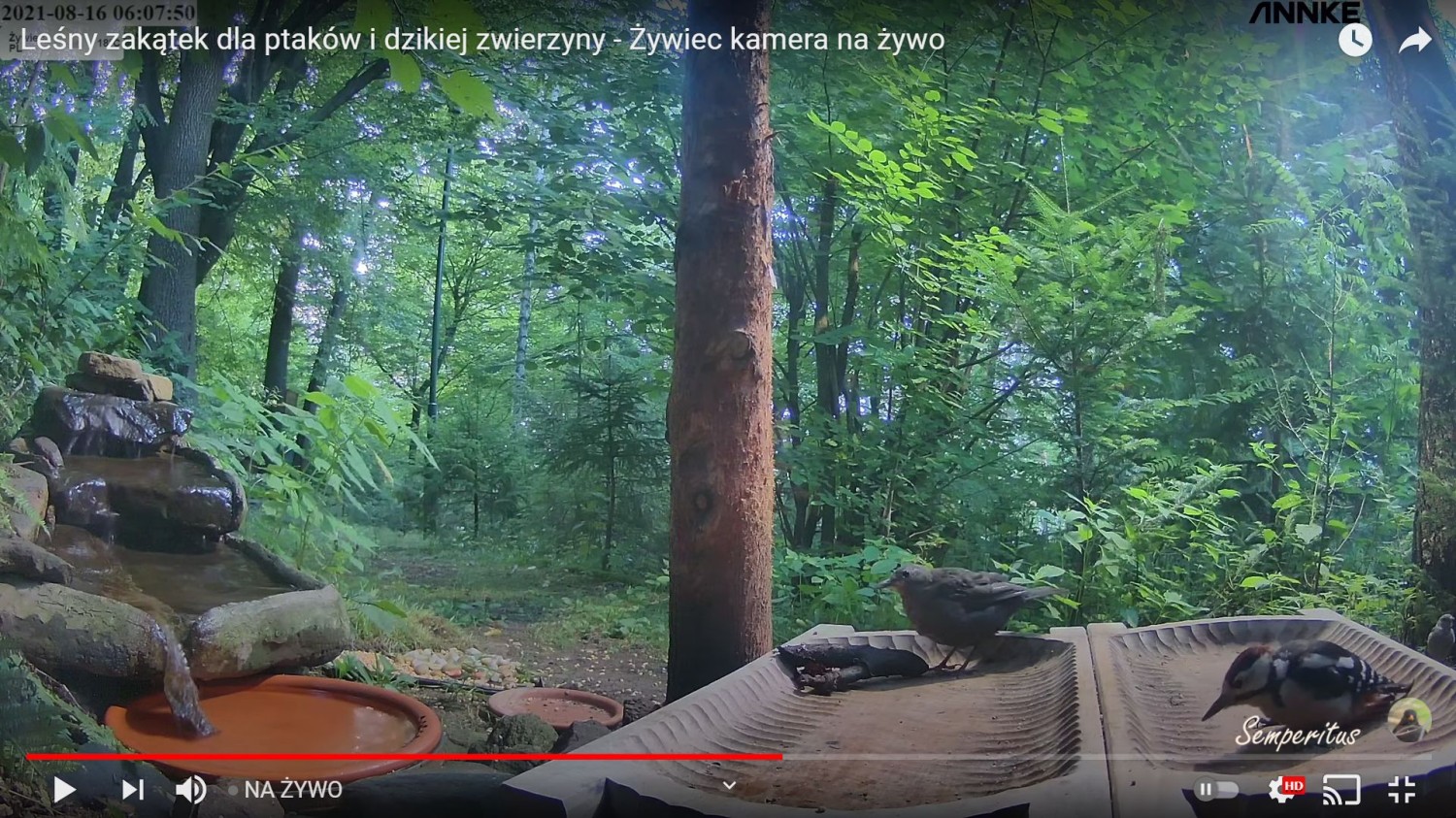 livebirdspoland_b1d34e74743cf07449f347c7688461de.jpg