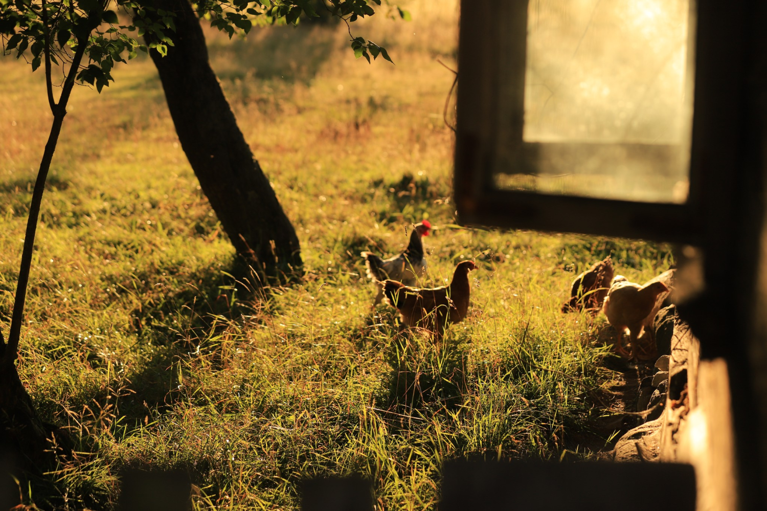 livebirdspoland_144ccb415fdd141edc31b99cd2160428.png