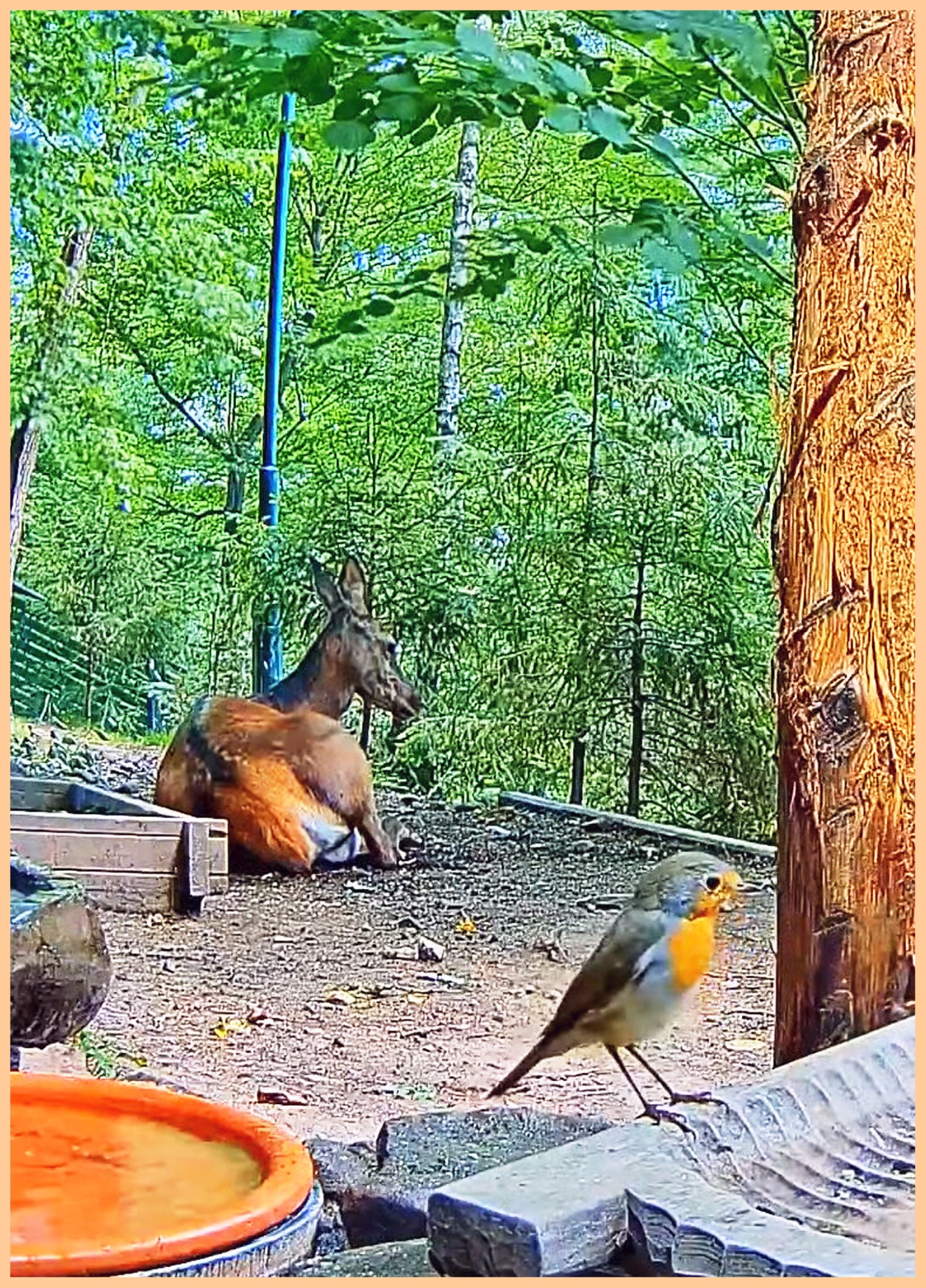 livebirdspoland_d700b78b300a30c58a2681891d088e81.jpg