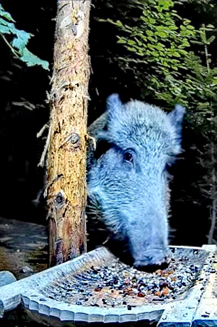 livebirdspoland_da814a4b446f01a767a5f26c7da29f9d.jpg