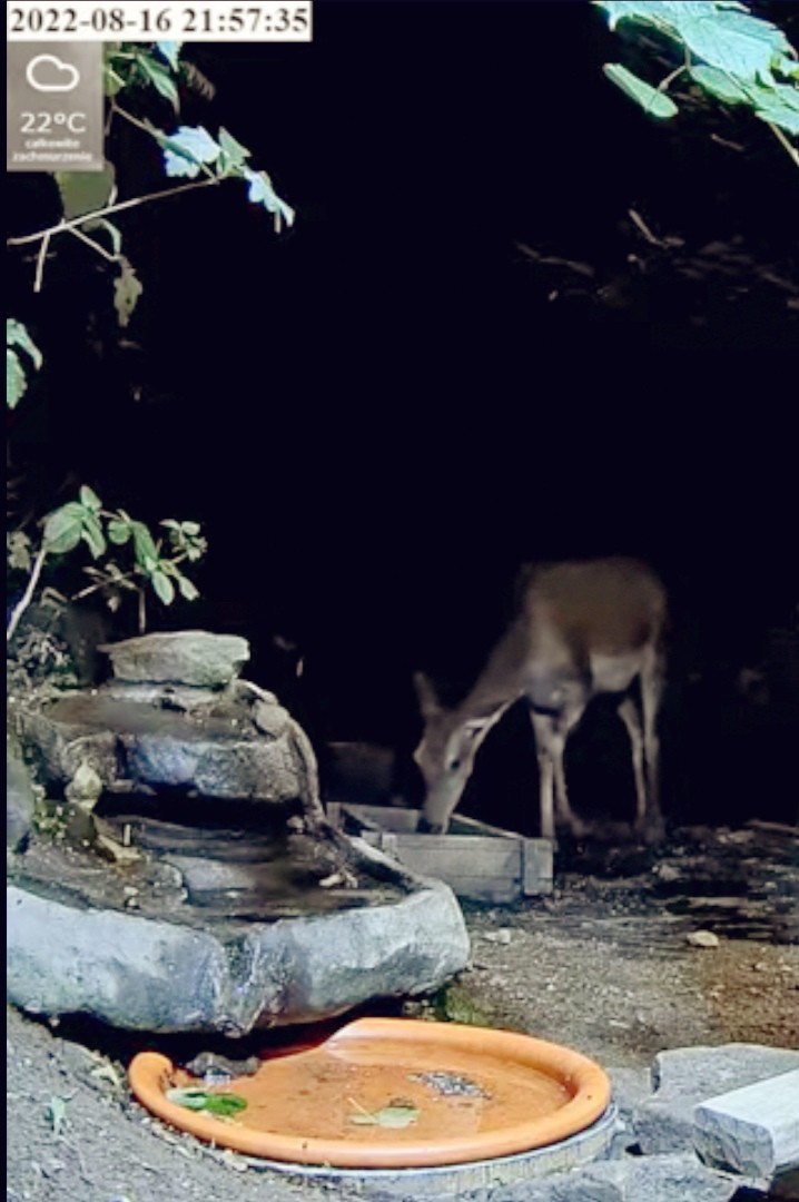 livebirdspoland_c9c6ca77191ff36580d7283b1a17ab75.jpg