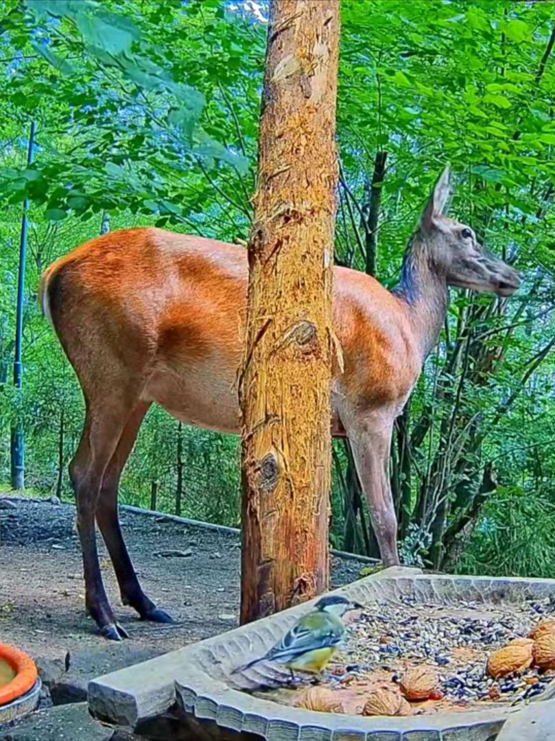 livebirdspoland_c763594b70071f5f6e42430e701d8162.jpg